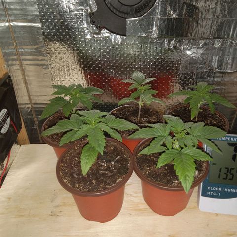 Unknown strain growlog photo: Night of Flip