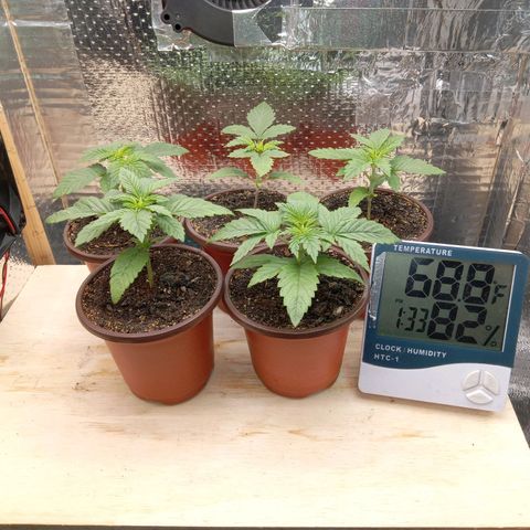 Unknown strain growlog photo: Day 1 Flower
Morning of First Night of Darkness
