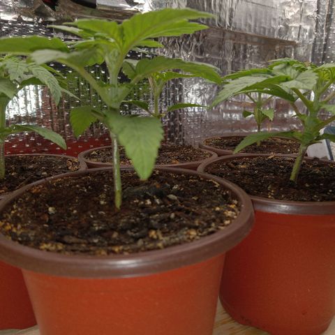 Unknown strain growlog photo: Day 1 Flower
Morning of First Night of Darkness