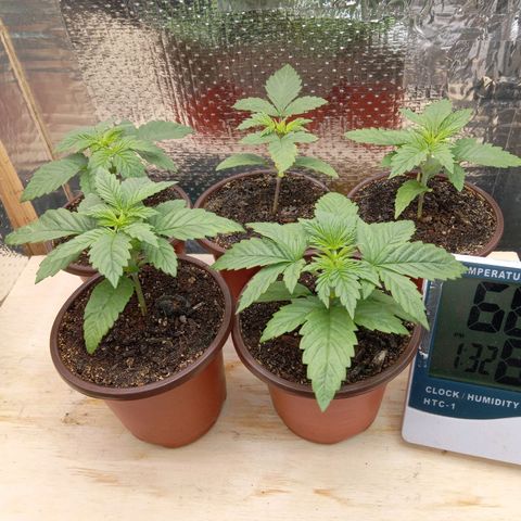 Unknown strain growlog photo: Day 1 Flower
Morning of First Night of Darkness
