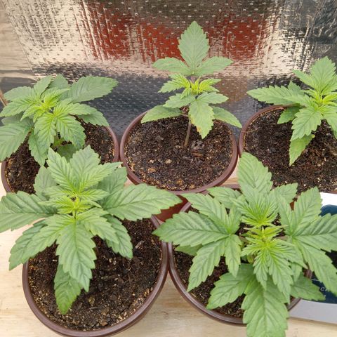 Unknown strain growlog photo: Day 1 Flower
Morning of First Night of Darkness