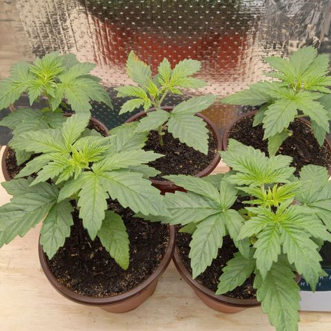 Unknown strain growlog photo: Daily Check