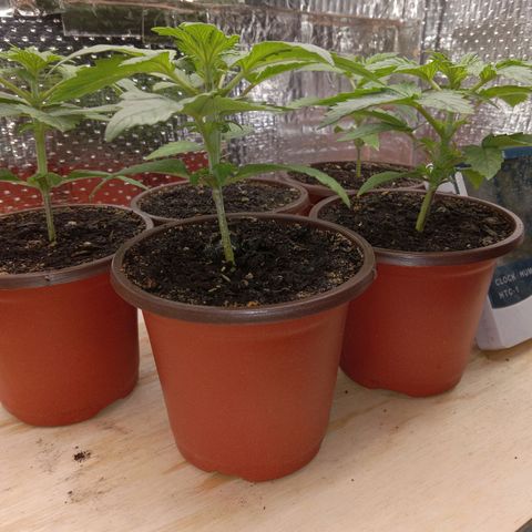Unknown strain growlog photo: Daily Check