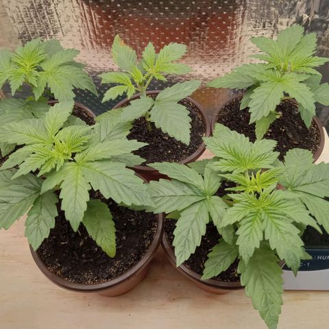 Unknown strain growlog photo: Daily Check