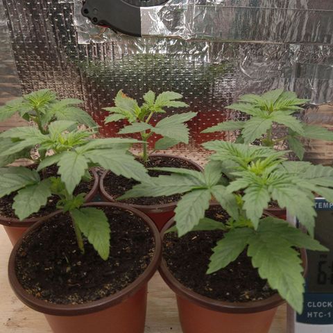 Unknown strain growlog photo: Daily Check