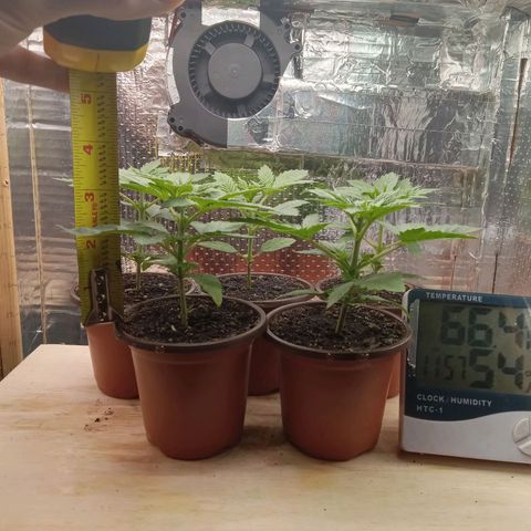 Unknown strain growlog timeline photo