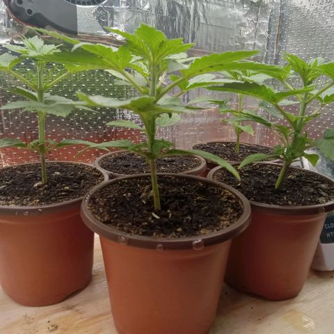 Unknown strain growlog timeline photo