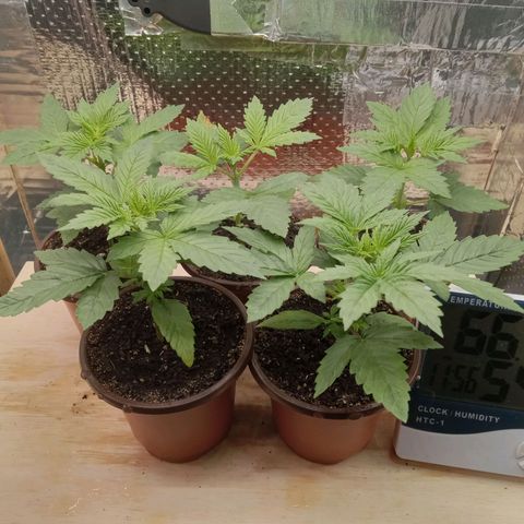Unknown strain growlog timeline photo