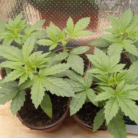 Unknown strain growlog timeline photo