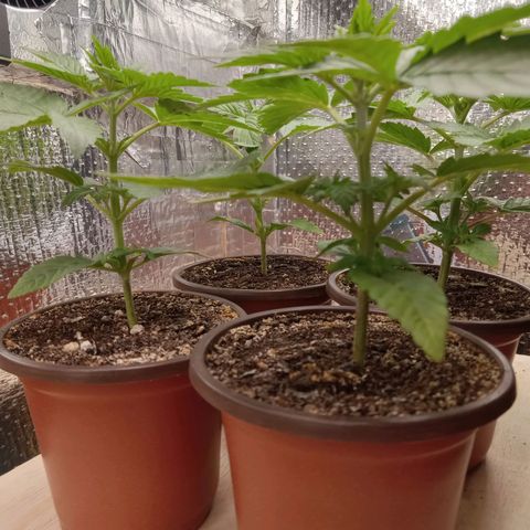 Unknown strain growlog photo: Daily Check