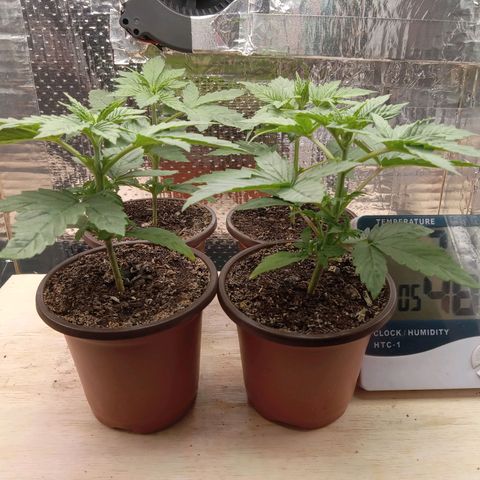 Unknown strain growlog photo: Daily Check