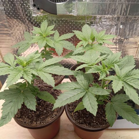 Unknown strain growlog photo: Daily Check