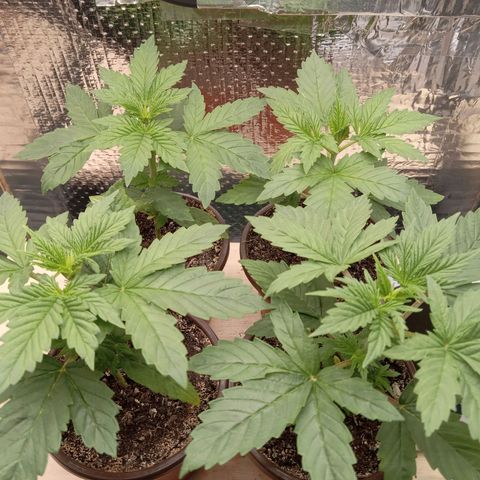 Unknown strain growlog photo: Daily Check