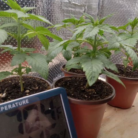 Unknown strain growlog photo: Daily Check