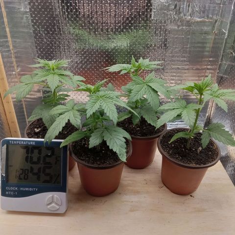 Unknown strain growlog photo: Daily Check