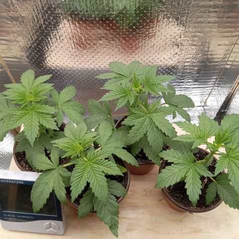 Unknown strain growlog photo: Daily Check