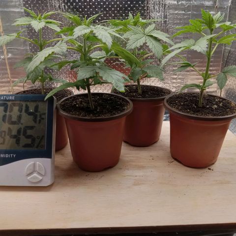 Unknown strain growlog photo: Daily Check