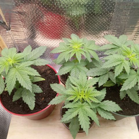 Unknown strain growlog photo: Daily Check