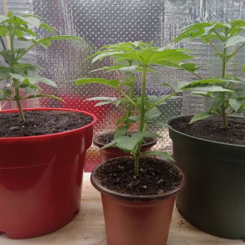 Unknown strain growlog photo: Daily Check
