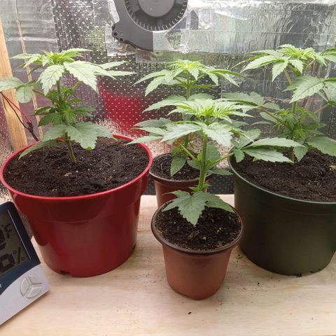 Unknown strain growlog photo: Daily Check