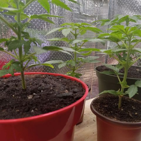 Unknown strain growlog photo: Daily Check
