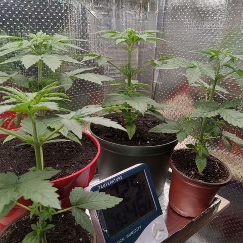 Unknown strain growlog photo: Daily Check
