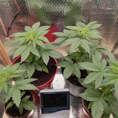 Unknown strain growlog photo: Daily Check