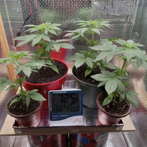 Unknown strain growlog photo: Daily Check