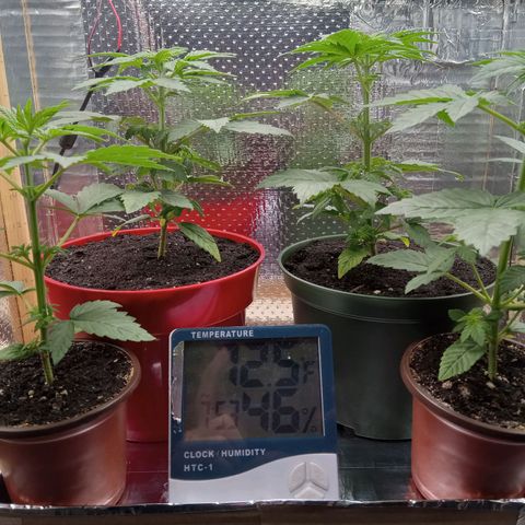 Unknown strain growlog photo: Daily Check