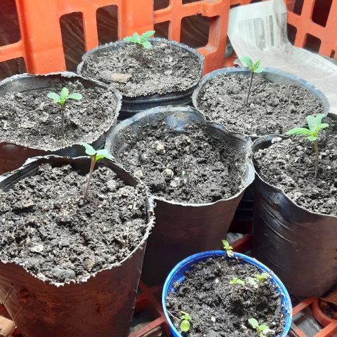 Zafira growlog photo: ANtes de Ir a dirmir