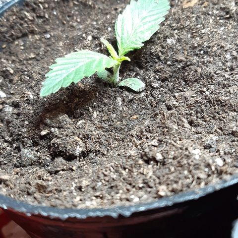 Zafira growlog timeline photo