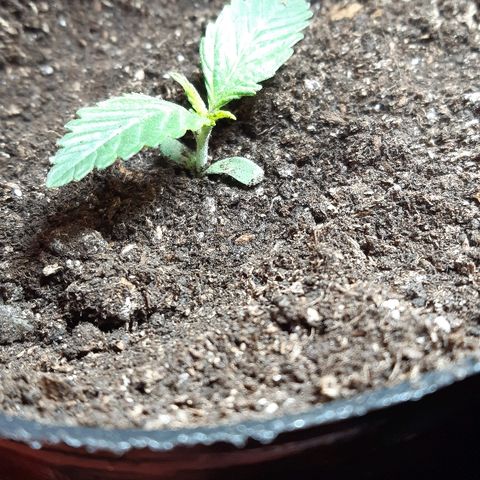 Zafira growlog timeline photo