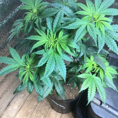 Zafira growlog timeline photo