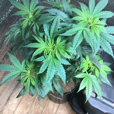 Zafira growlog timeline photo