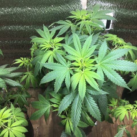 Zafira growlog timeline photo