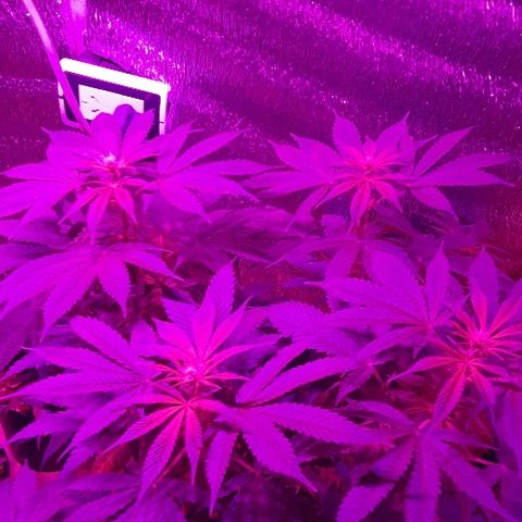 Zafira growlog timeline photo