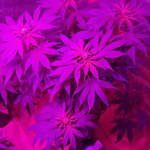 Zafira growlog timeline photo