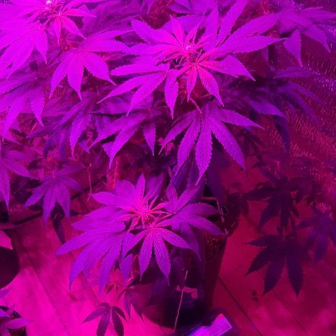 Zafira growlog timeline photo