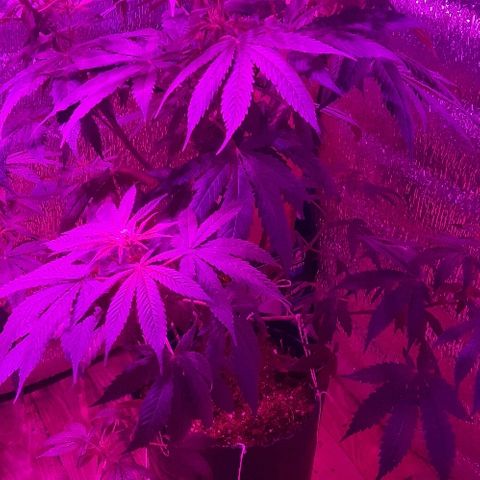 Zafira growlog timeline photo