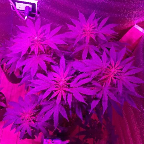 Zafira growlog timeline photo