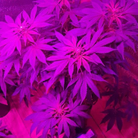 Zafira growlog timeline photo