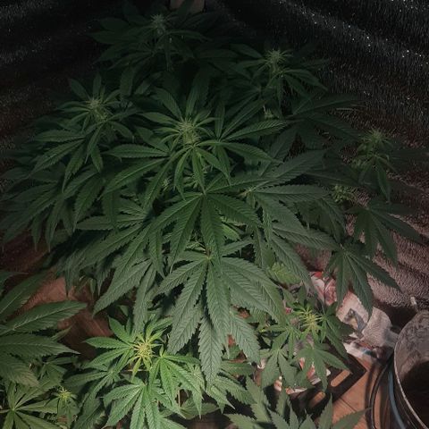 Zafira growlog timeline photo