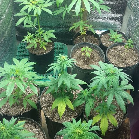 Zafira growlog photo: Vegetativo