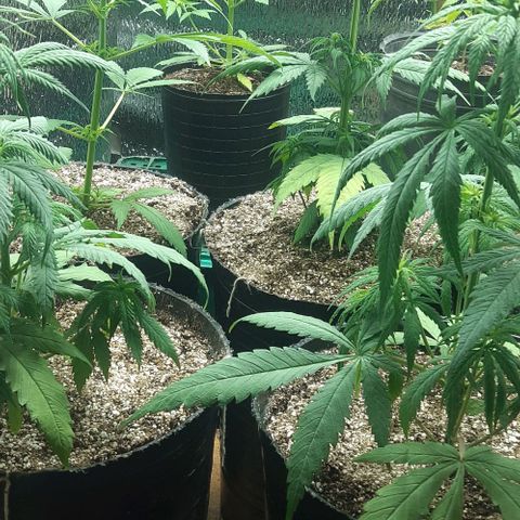 Zafira growlog photo: Vegetetivo
