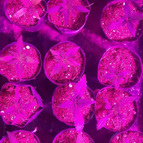 Zafira growlog photo: Las mas chicas del sector vegetativo a transplante a 4 lts