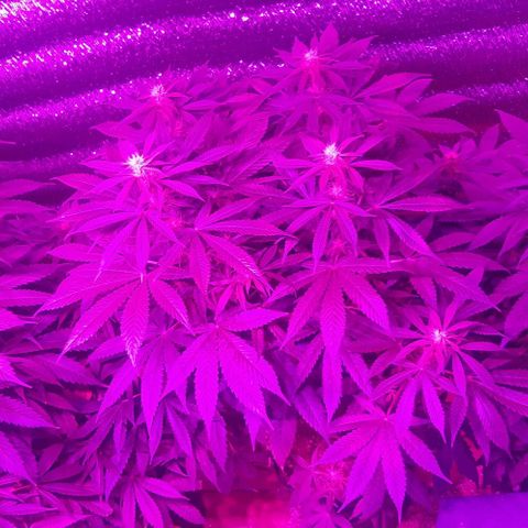 Zafira growlog photo: Sector Floracion 
