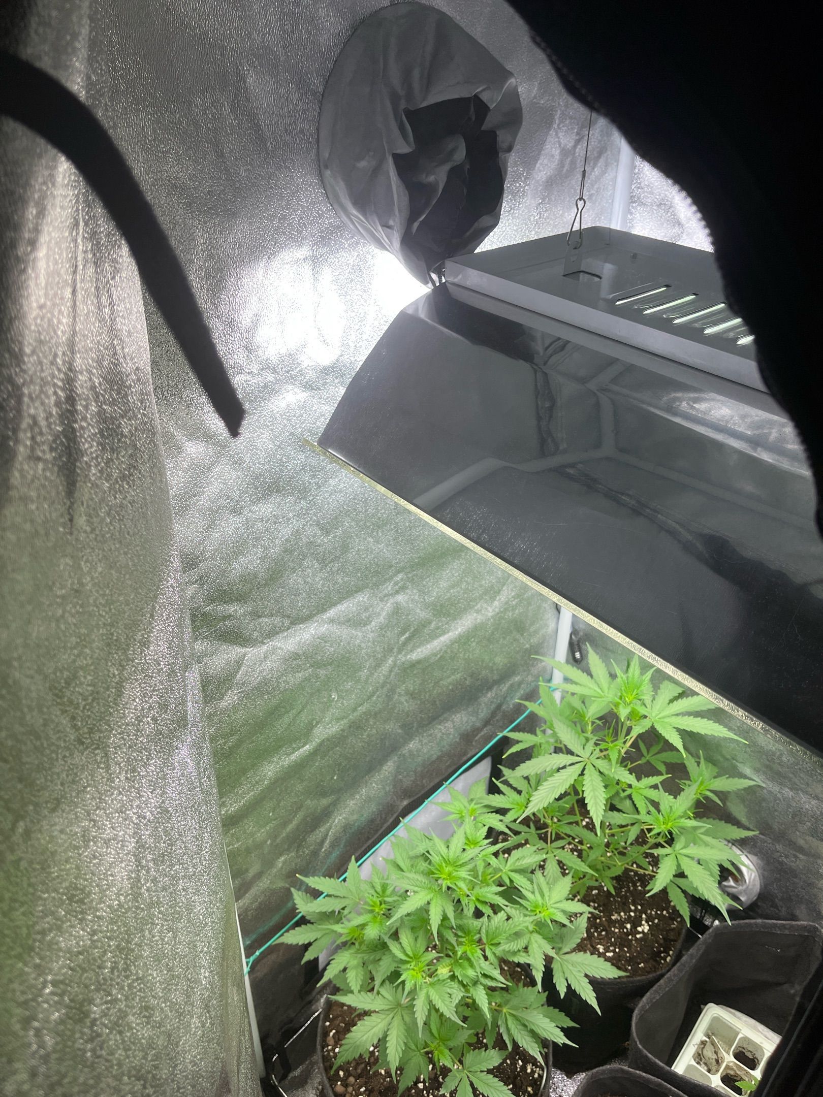 Pink rozay growlog header