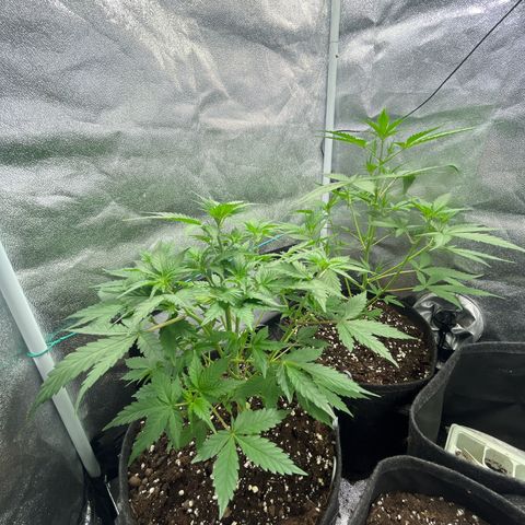 Pink rozay growlog photo