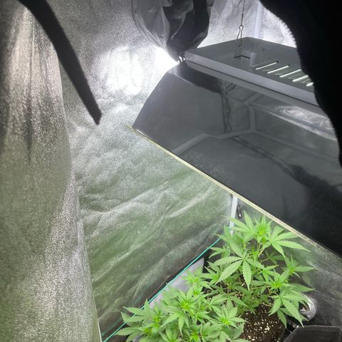 Pink rozay growlog in BBS Eco