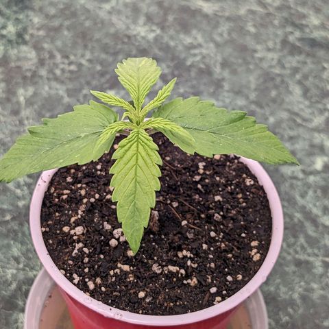 Seedsman White Widow growlog timeline photo